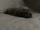 Chinese Shar Pei Puppies for sale in Pittsburgh, PA, USA. price: $1,600