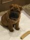 Chinese Shar Pei Puppies for sale in Miami, OK 74354, USA. price: NA