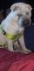 Chinese Shar Pei Puppies for sale in Gastonia, NC, USA. price: NA