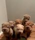 Chinese Shar Pei Puppies for sale in Pittsburgh, PA, USA. price: $800