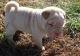 Chinese Shar Pei Puppies for sale in 114-34 121st St, Jamaica, NY 11420, USA. price: $650