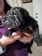 Chinese Shar Pei Puppies for sale in Phoenix, AZ 85035, USA. price: $900