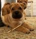 Chinese Shar Pei Puppies for sale in Lawrenceville, GA, USA. price: $400