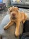 Chinese Shar Pei Puppies for sale in 701 Illinois Ave, Dupo, IL 62239, USA. price: $800