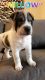 Chinese Shar Pei Puppies for sale in 77 Salisbury Rd, Wayne, NJ 07470, USA. price: $2,000