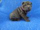 Chinese Shar Pei Puppies for sale in La Habra Heights, CA, USA. price: $799