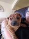 Chinese Shar Pei Puppies for sale in Tucson, AZ, USA. price: $1,000