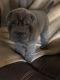 Chinese Shar Pei Puppies for sale in Grayson, GA, USA. price: $1,500