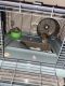 Chinese Striped Hamster Rodents for sale in Rockwall, TX, USA. price: NA