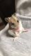 Chinese Striped Hamster Rodents for sale in Brentwood, PA, USA. price: NA