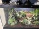 Chinese Water Dragon Reptiles for sale in Meridian, ID, USA. price: NA