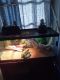 Chinese Water Dragon Reptiles for sale in Bradenton, FL, USA. price: $100
