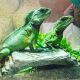 Chinese Water Dragon Reptiles