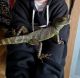 Chinese Water Dragon Reptiles for sale in Los Angeles, CA 90005, USA. price: NA