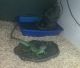 Chinese Water Dragon Reptiles for sale in Los Angeles, CA 91325, USA. price: NA