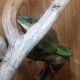 Chinese Water Dragon Reptiles for sale in Phoenix, AZ 85031, USA. price: NA
