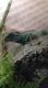 Chinese Water Dragon Reptiles for sale in North Wilkesboro, NC 28659, USA. price: NA