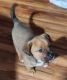 Chinook Puppies for sale in Lincoln, NE, USA. price: NA