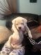 Chinook Puppies for sale in New York, NY, USA. price: NA