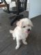 Chipoo Puppies for sale in Opp, AL 36467, USA. price: $300