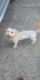 Chipoo Puppies for sale in Little Rock, AR, USA. price: $400