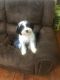 Chipoo Puppies for sale in Humble, TX, USA. price: $450