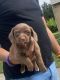 Chipoo Puppies for sale in UPPER ARLNGTN, OH 43221, USA. price: $800