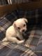 Chipoo Puppies for sale in Phoenix, AZ 85035, USA. price: $850