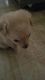Chipoo Puppies for sale in Melrose Park, IL 60160, USA. price: $300