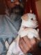 Chipoo Puppies for sale in Lake Elsinore, CA, USA. price: $200