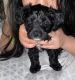 Chipoo Puppies for sale in Chicago, IL, USA. price: $300