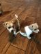 Chipoo Puppies for sale in Monroe, NC, USA. price: $1,500