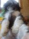 Chipoo Puppies for sale in Sparta, TN 38583, USA. price: $500