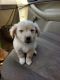 Chipoo Puppies for sale in Reidsville, NC 27320, USA. price: $300