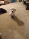 Chipoo Puppies for sale in Reidsville, NC 27320, USA. price: $200