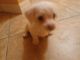 Chipoo Puppies for sale in Las Vegas, NV, USA. price: $600