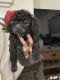 Chipoo Puppies for sale in Las Vegas, NV, USA. price: $1,500