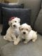 Chipoo Puppies for sale in Upland, CA, USA. price: $950