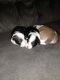 Chipoo Puppies for sale in Custer Park, IL 60481, USA. price: $600