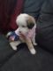 Chipoo Puppies for sale in Custer Park, IL 60481, USA. price: $500