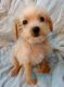 Chipoo Puppies for sale in Locust, NC 28097, USA. price: $400