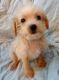 Chipoo Puppies for sale in Locust, NC, USA. price: $300