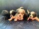 Chipoo Puppies for sale in Loveland, CO 80537, USA. price: NA