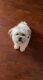 Chipoo Puppies for sale in Naples, FL 34119, USA. price: NA