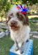 Chipoo Puppies for sale in West Palm Beach, FL, USA. price: NA