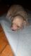 Chipoo Puppies for sale in Middletown, CT, USA. price: $800