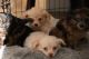 Chipoo Puppies for sale in Palm Desert, CA, USA. price: NA
