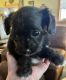 Chipoo Puppies for sale in Martinsville, IL 62442, USA. price: $450