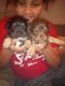 Chipoo Puppies for sale in Fairfield, CA, USA. price: $250