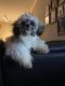 Chipoo Puppies for sale in Selma, NC, USA. price: NA